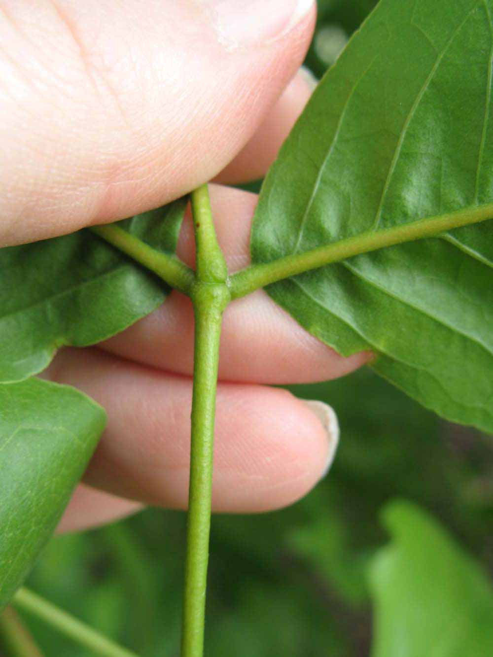              Petiole (Winter Haven, FL)       